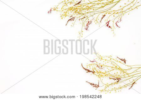 Dried Autumn Flowers On White Background. Autumn Frame. Flat Lay, Top View, Copy Space