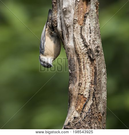 Beautiful Nuthatch Bird Sitta Sittidae On Tree Stump In Forest Landscape Setting