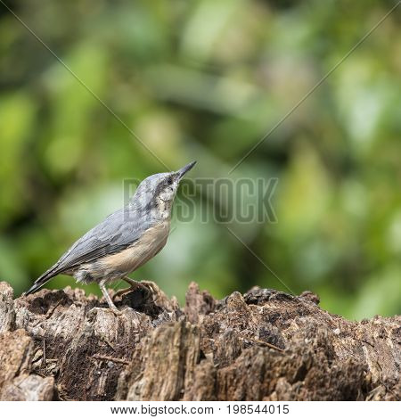 Beautiful Nuthatch Bird Sitta Sittidae On Tree Stump In Forest Landscape Setting