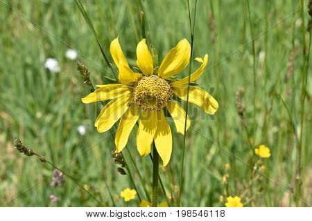 Sunflower at Pearl Lake State Park in Colorado