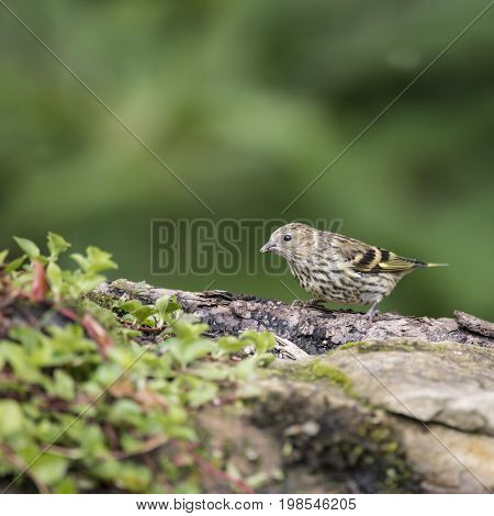Beautiful Juvenile Siskin Bird Spinus Spinus On Tree Stump In Forest Landscape Setting
