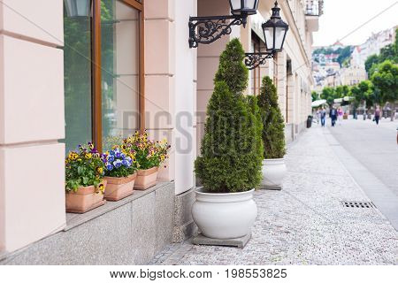 Street decorative trees in a flower pots.