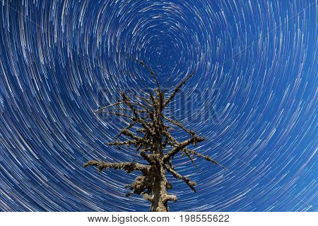 Milky Way. Falling Stars. Dead Tree Timelapse