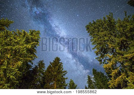 Pine Trees Silhouette Milky Way Night Sky