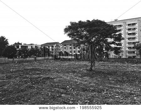 Tree, space, plan, gobal, forest dirty green