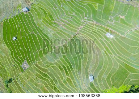 Aerial top view photo from flying drone of green rice fields in countryside Land with grown plants of paddy and sea of fog at Pa Pong Piang Thailand.
