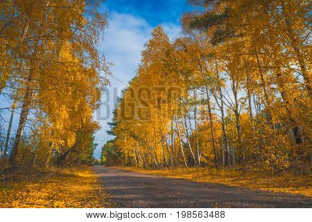 Golden Birch Grove