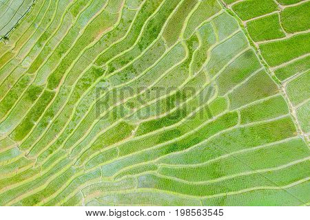 Aerial top view photo from flying drone of green rice fields in countryside Land with grown plants of paddy and sea of fog at Pa Pong Piang Thailand.