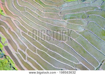 Aerial top view photo from flying drone of green rice fields in countryside Land with grown plants of paddy and sea of fog at Pa Pong Piang Thailand.