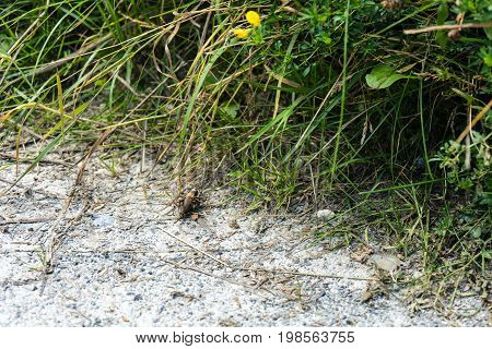 big insect chorhippus brunneus on stone path