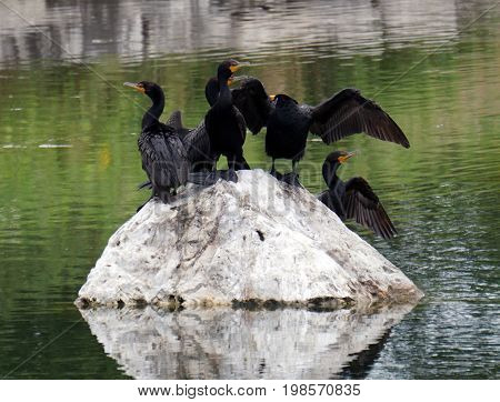 A flock of double crested cormorants (Phalacrocorax auritus) stands on a rock in a retention pond in Plainfield, Illinois, during June.