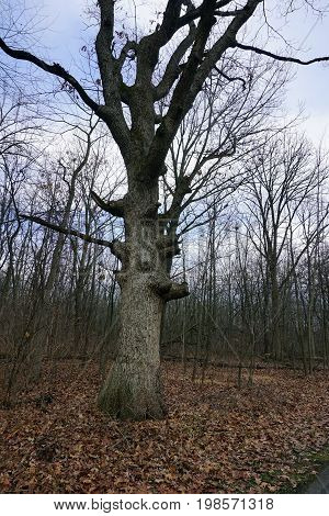 A majestic oak tree stands in the Hammel Woods Forest Preserve in Shorewood, Illinois.