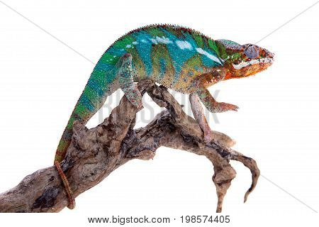 The panther chameleon, Furcifer pardalis isolated on white background