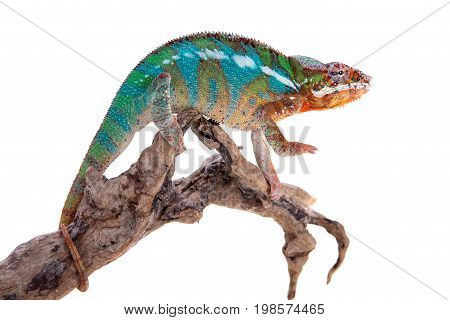 The panther chameleon, Furcifer pardalis isolated on white background