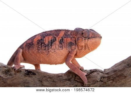 The panther chameleon, Furcifer pardalis isolated on white background