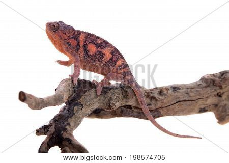 The panther chameleon, Furcifer pardalis isolated on white background