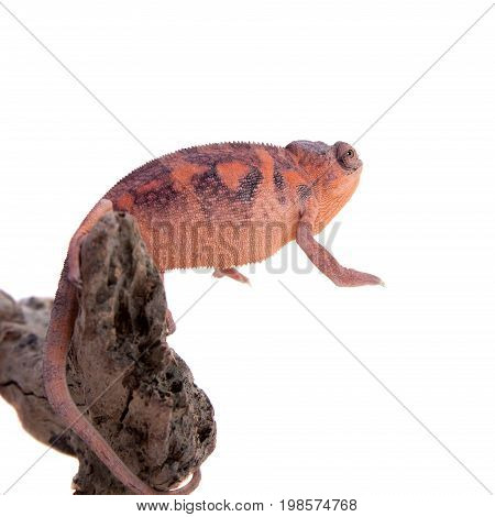 The panther chameleon, Furcifer pardalis isolated on white background
