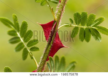 Spines of the chinese rose Rosa omeiensis.