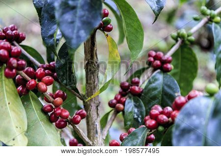 Red coffee beans ready to harvest in a tree