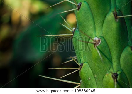 Approach of a cactus or succulent with long and pointed spines