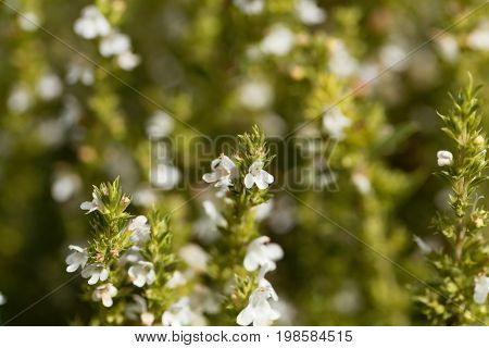 Flowers of Winter savory Satureja montana a herb from the Mediterranean region used as medicine and in cuisine.