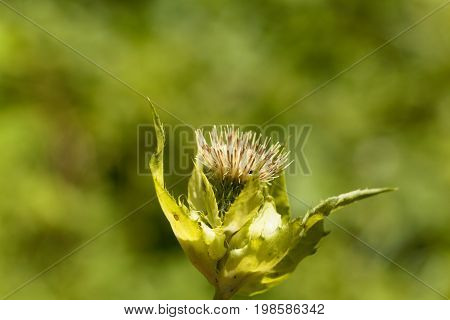Flower of a Cabbage thistle Cirsium oleraceum.