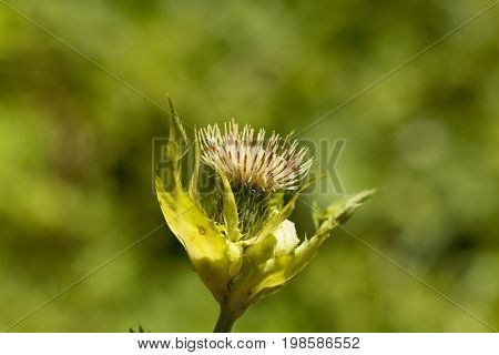Flower of a Cabbage thistle Cirsium oleraceum.