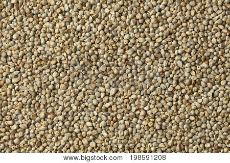  Pearl millet close up full frame