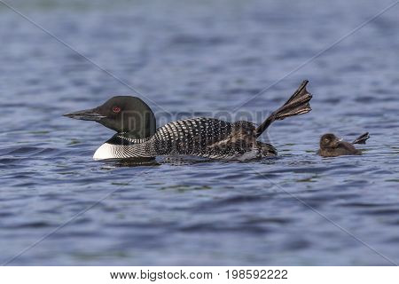 A Common Loon chick (Gavia immer) mimics its mother as they both wave a foot in the air - Ontario Canada