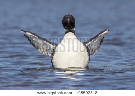 A Common Loon (Gavia immer) rises from the water to shake its wings dry - Ontario Canada