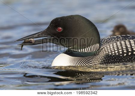 A Common Loon (Gavia immer) carries a freshly caught fish to its chick in the background - Ontario Canada