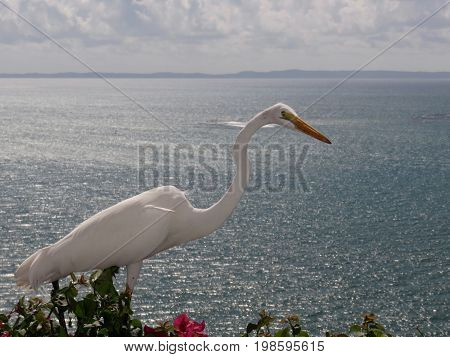 Spectacular Great Egret/Great White Heron on Bougainvillea on 
a cliff in Puerto Rico overlooking the ocean.