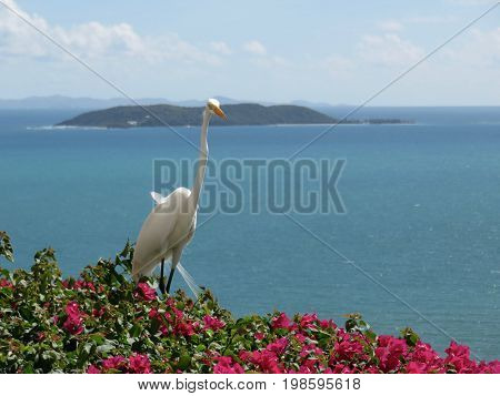 Spectacular Great Egret/Great White Heron on Bougainvillea on a cliff
in Puerto Rico overlooking the ocean.