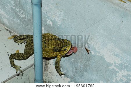 toad feeding mayfly on house wall after rain in night
