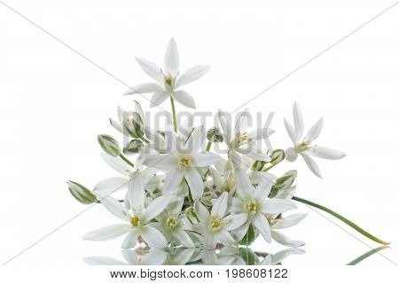 Ornithogalum umbellatum .Beautiful white flowers on a white background