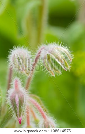 Beautiful starflower buds and flowers in the evening sun. Vibrant summer scenery of a garden.