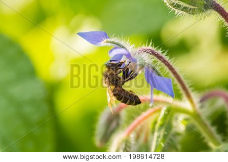 Beautiful starflower buds and flowers in the evening sun. Vibrant summer scenery of a garden.