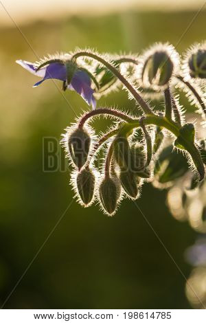 Beautiful starflower buds and flowers in the evening sun. Vibrant summer scenery of a garden.