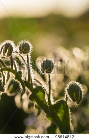 Beautiful starflower buds and flowers in the evening sun. Vibrant summer scenery of a garden.