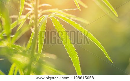 A beautiful cannabis growing in the garden. Hemp leaves closeup. Shallow depth of field photo.