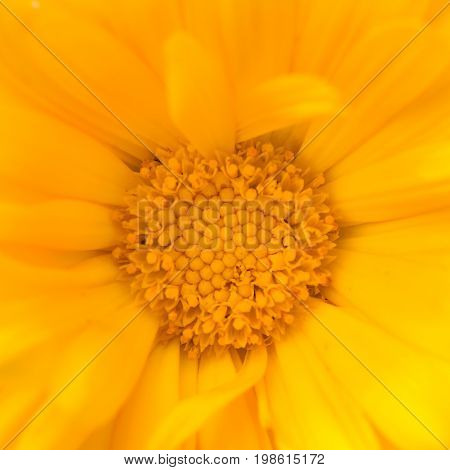 A beautiful bright calendula from tom. English marigold close-up. Shallow depth of field photo.