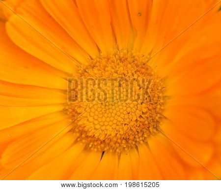 A beautiful bright calendula from tom. English marigold close-up. Shallow depth of field photo.