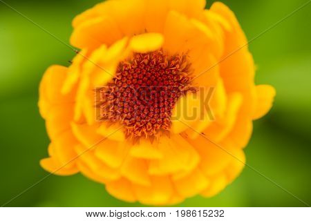 A beautiful bright calendula from tom. English marigold close-up. Shallow depth of field photo.