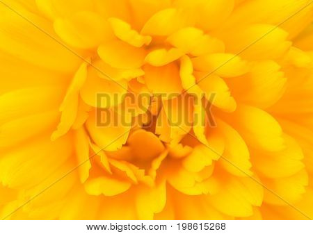 A beautiful bright calendula from tom. English marigold close-up. Shallow depth of field photo.