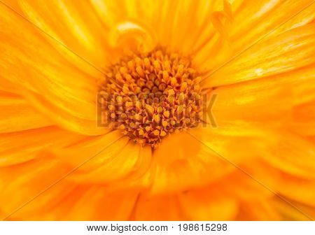 A beautiful bright calendula from tom. English marigold close-up. Shallow depth of field photo.