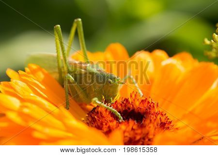 A beautiful green grasshopper sitting on a calendula. Insect resting on a flower. English marigold closeup. Shallow depth of field photo.