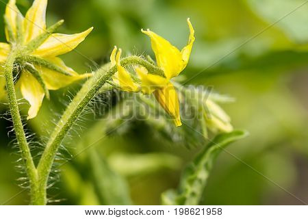 Large yellow flowers of a tomato on a Sunny day in the garden. Nature farm background