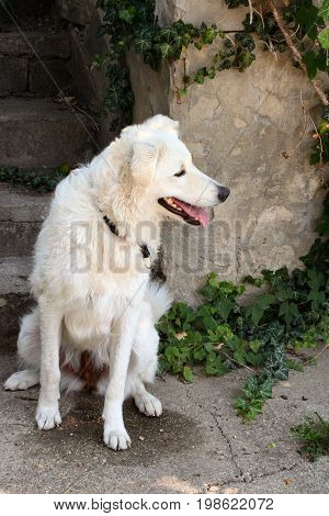 Kuvasz  Ancient breed of a livestock dog of Hungarian origin.