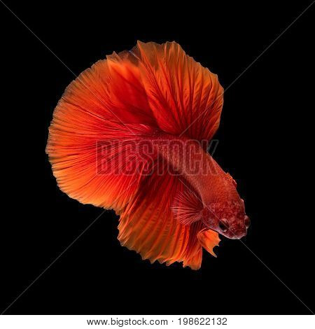 Close Up Art Movement Of Betta Fish,siamese Fighting Fish Isolated On Black Background.fine Art Desi