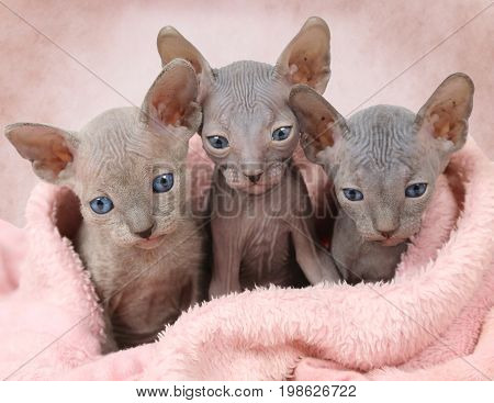Portrait of three Don Sphinx kitties (one month old) covered by a white blanket